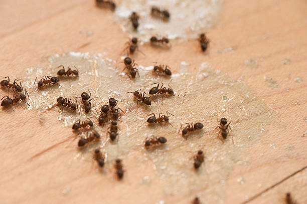 Professional Pest Control in Dilley, TX